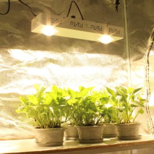 cob grow lights